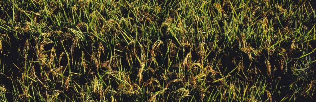 Close Up View Of Rice Paddy With Mature Seed Heads In Mid-Summer; Hickory Plains, Arkansas, United States Of America
