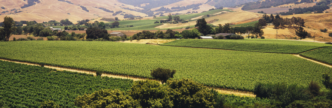 Patchwork Of Vineyards Is Seen In Early Summer, Trees, Farm Buildings And Rolling Hillsides In The Background, Santa Ynez Valley; Los Olivos, California, United States Of America