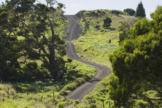 Four Wheel Drive Mana Road Around Base Of Mauna Kea, Koa Tree (Koa Acacia) On Left; Island Of Hawaii, Hawaii, United States Of America
