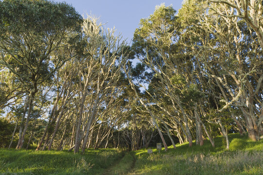 Hiking Trail Through Koa Trees (Koa Acacia) In Keanakolu State Park, Near Kamuela; Island Of Hawaii, Hawaii, United States Of America