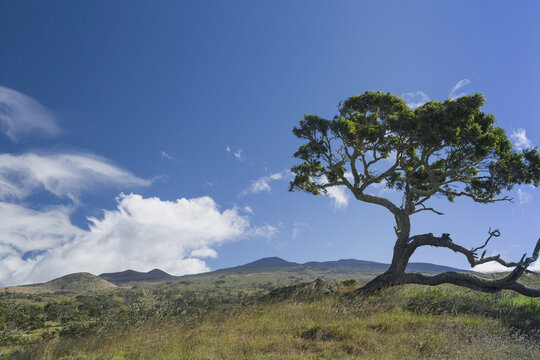 Koa Tree (Koa Acacia) Along Mana Road Near Kamuela, With View To Foothills Of Mauna Kea And Cumulus Clouds And Lenticular Clouds Forming; Island Of Hawaii, Hawaii, United States Of America