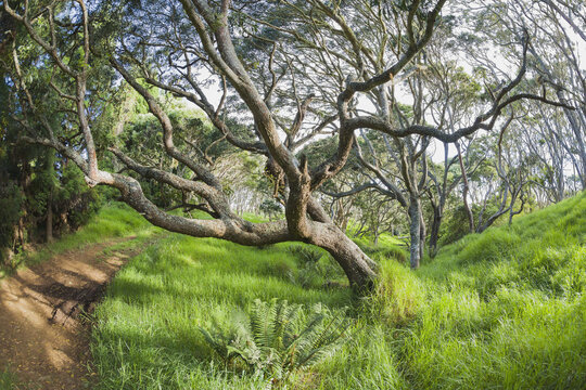 Koa Trees (Koa Acacia) In Keanakolu State Park Along Mana Road; Keanakolu, Island Of Hawaii, Hawaii, United States Of America