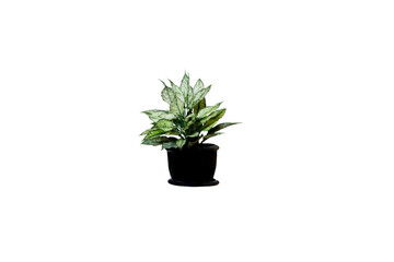 Isolated image of green leafy plant growing in a black plant pot on transparent background png file.