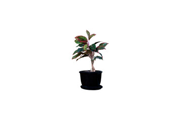 Isolated image of red leafy plant growing in a black plant pot on transparent background png file.