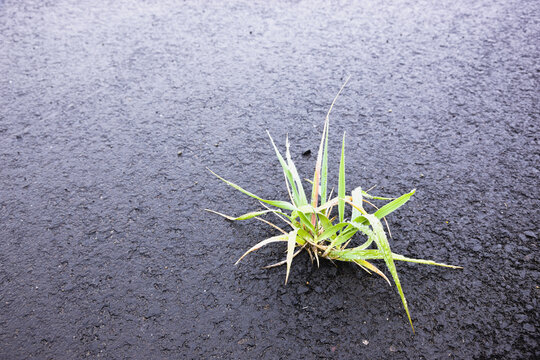 A Small Patch Of Grass Growing Up Through Black Pavement, Sand Point, Popof Island, Southwestern Alaska, USA, Summer