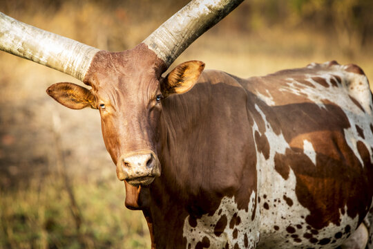 Horned Cow; Uganda