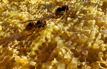 Hornet destroys bee hive. Bee on honey comb. Hornets pests. Thick honey dripping from honeycomb. Stream of golden thick honey flowing down on honeycombs. Beekeeping, Honeycomb close up..