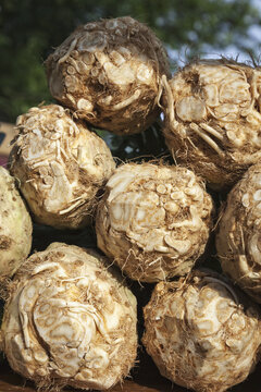 Celery Root At Farmer's Market; Rochester, Minnesota, United States Of America