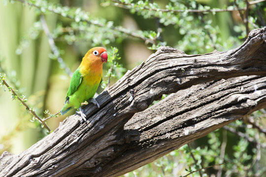 Fischer's Lovebird (Agapornis Fischeri) Perched On Dead Branch, Ngorongoro Crater Conservation Area; Tanzania
