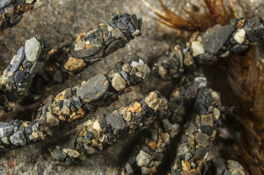 Cadiisfly (Insect Order Trichoptera) Larvae Attached To A Rock, Southcentral Alaska, Winter