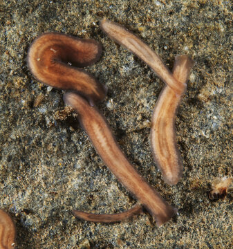 The Planarian Polycelis Coronata Borealis Is Commonly Found Living On The Underside Of Rocks In Alaska Salmon Streams