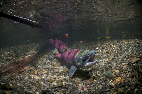 A Female Sockeye Salmon (Oncorhynchus Nerka) Uses Her Anal Fin To Probe Her Redd, Alaska