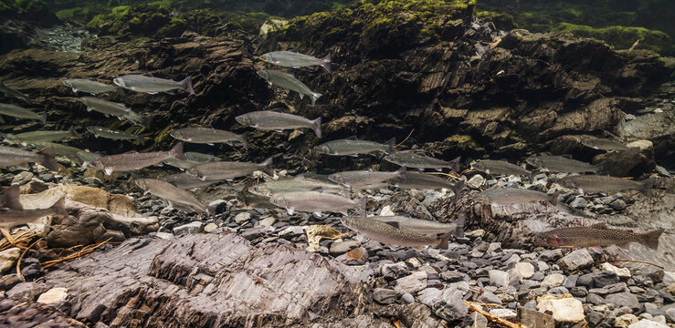 Dolly Varden (Salvelinus Malma) And One Coastal Cutthroat Trout (Oncorhynchus Clarkii Clarkii)  In A Deep Pool In An Alaskan Stream During Summer.