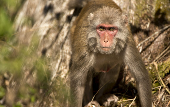 Rhesus Monkey (Macaca Mulatta); Florida, United States Of America