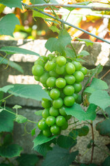 Ripe grapes growing in vineyard, Vineyard with ripe grapes, organic farm. green fruit. 
