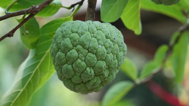One Custard apple or sweetsop or sugar apple fruits on the tree The custard apple tree grows up to a height of 5 to 10 feet
