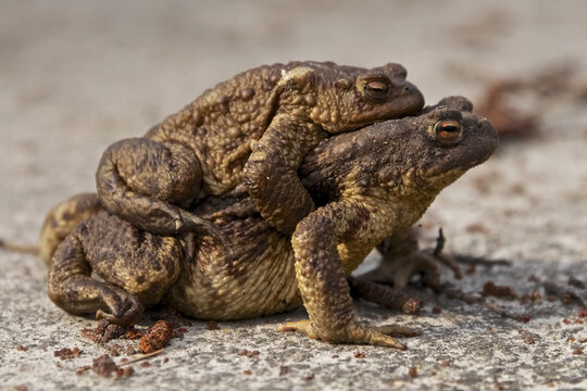 Female Toad Carrying Baby On Her Back; Brest, Belarus