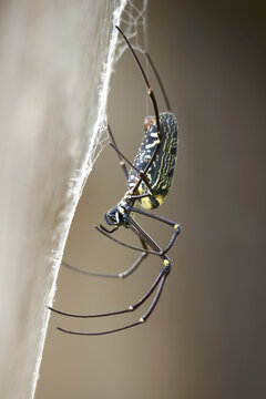 Close Up Of Female Wood Spider; Dharpatha Mal, Madhya Pradesh, India