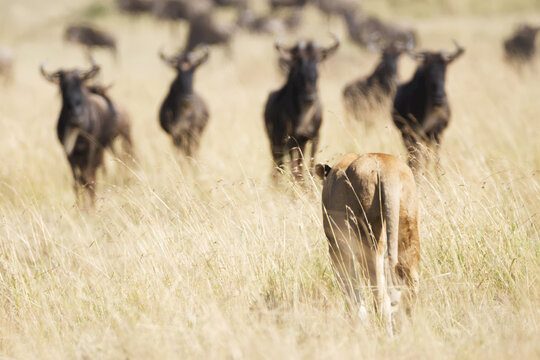 A Lioness (Panthera Leo) Seen From Behind Confronts A Group Of Wildebeest On The African Savannah, The Five Wildebeest Stand Looking At Her Warily; Narok, Kenya