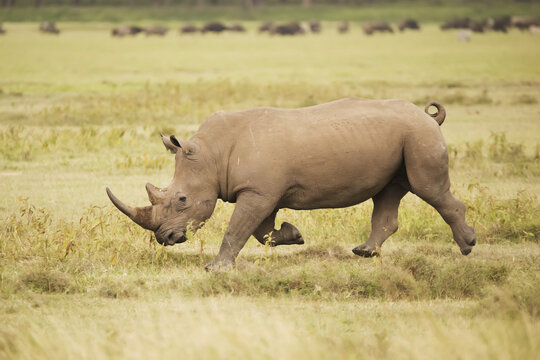 A Rhinoceros Is Charging From Right To Left Over The Savannah With Its Head Down, Surrounded By A Grassy Plain, Herd Of Wildebeest In The Background; Nyabushozi, Western Region, Uganda
