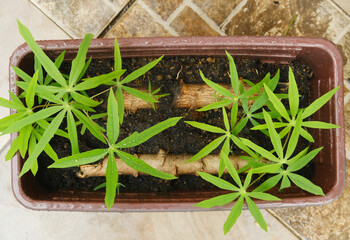 Seletive focus picture of cassava leaves at vase.