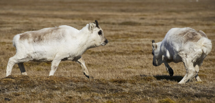 Young Reindeer (Rangifer Tarandus) Walking In A Grass Field; Svalbard, Norway