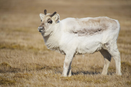 A Young Reindeer (Rangifer Tarandus) Standing In A Grass Field; Svalbard, Norway