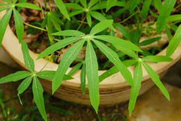 Seletive focus picture of cassava leave at vase.