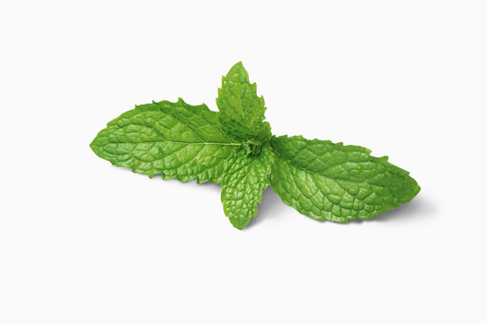 Mint Leaves On A Stem On White Background; Toronto, Ontario, Canada