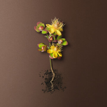 Plant With Yellow Flowers, Red And Green Leaves, Roots Exposed And Soil On A Brown Background; Toronto, Ontario, Canada