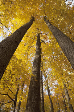Low Angle View Of Golden Leaves On Trees In Autumn; Brampton, Ontario, Canada