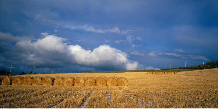 Hay Bales in Field
