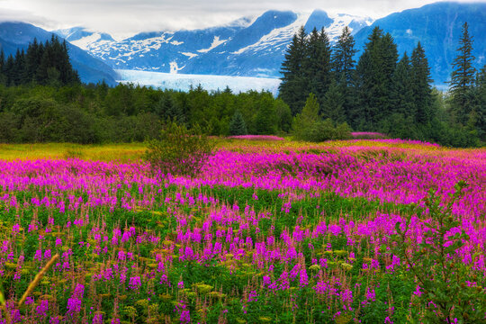 Scenic View Of Fireweed With Mendenhall Glacier In The Background, Juneau, Alaska, Hdr Image