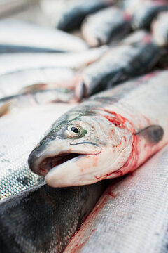 Close up of freshly bled copper river salmon on the copper river flats; Cordova southcentral alaska united states of america