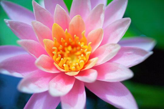 Close up of a pink flower in bloom; Hawaii, united states of america
