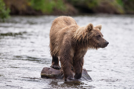 Watching for a potential salmon dinner a young brown bear stands on a rock midstream to get a better view of sockeye salmon returning to spawn in Katmai National Park, Alaska.