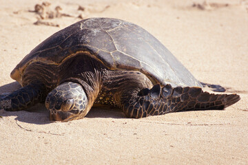 A Turtle On Laniakea Beach (Turtle Beach) On The North Shore; Oahu, Hawaii, United States Of America