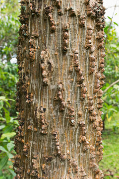 Unique Tree Bark On A Tree In Hoomaluhia Botanical Garden; Oahu, Hawaii, United States Of America