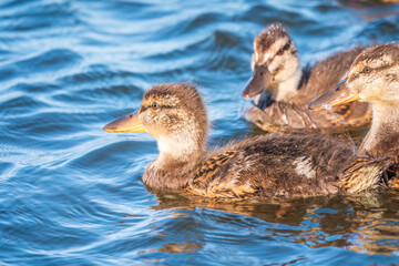 Cute little duckling swimming alone in a lake or river with calm water