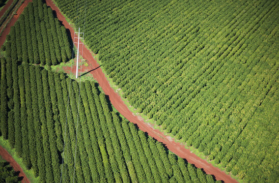 Coffee Trees Grow On Kauai; Port Allen, Kauai, Hawaii, United States Of America