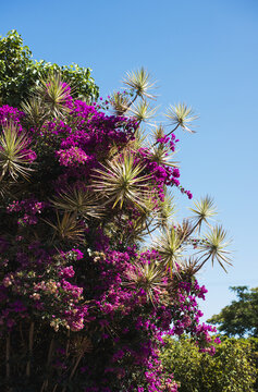 Bougainvillea Blooms Are Common In Hawaii; Port Allen, Kauai, Hawaii, United States Of America