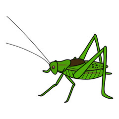 キリギリス