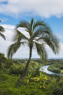 A Coconut Palm Tree Grows Near The Wailua River; Kauai, Hawaii, United States Of America