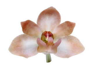 Fototapeta na wymiar The species orchid (Rhynchostylis) of thailand