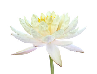 Yellow lotus isolate on white