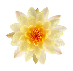 Yellow lotus isolate on white