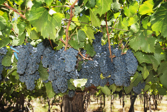 Clusters Of Ripe Grapes; Mendoza, Argentina