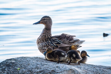Adult duck with many ducklings sits on green shore of pond - Powered by Adobe