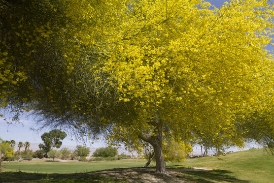 A Flowering Tree In Palm Springs, Ca. In April, 2013. Tree Was On A Golf Course. Not Sure What Kind?