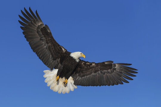 A Bald Eagle (Haliaeetus Leucocephalus) Soars Against A Blue Sky On A Clear Morning, Inside Passage, Admiralty Island, Tongass National Forest; Alaska, United States Of America